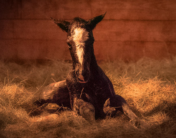 foal